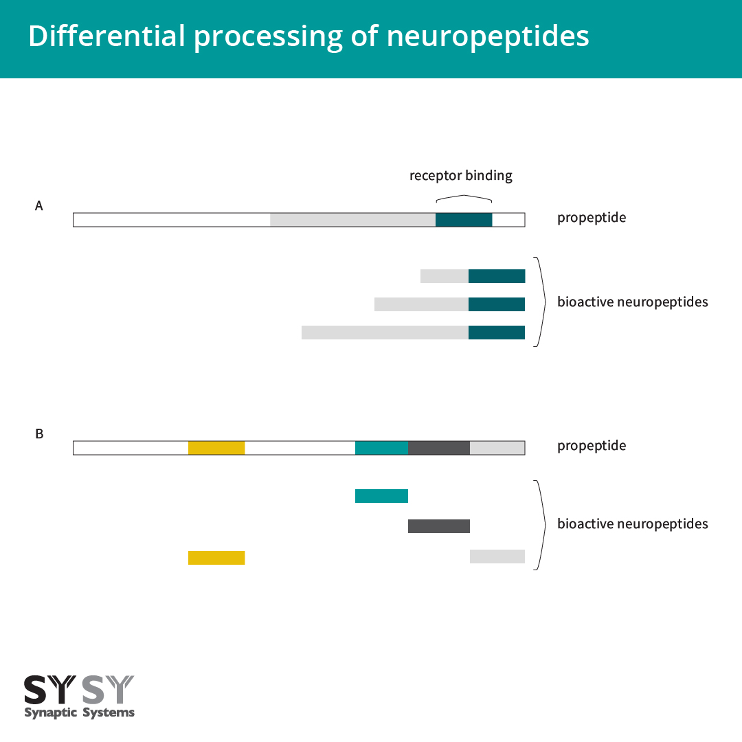 Differential processing of neuropeptides
