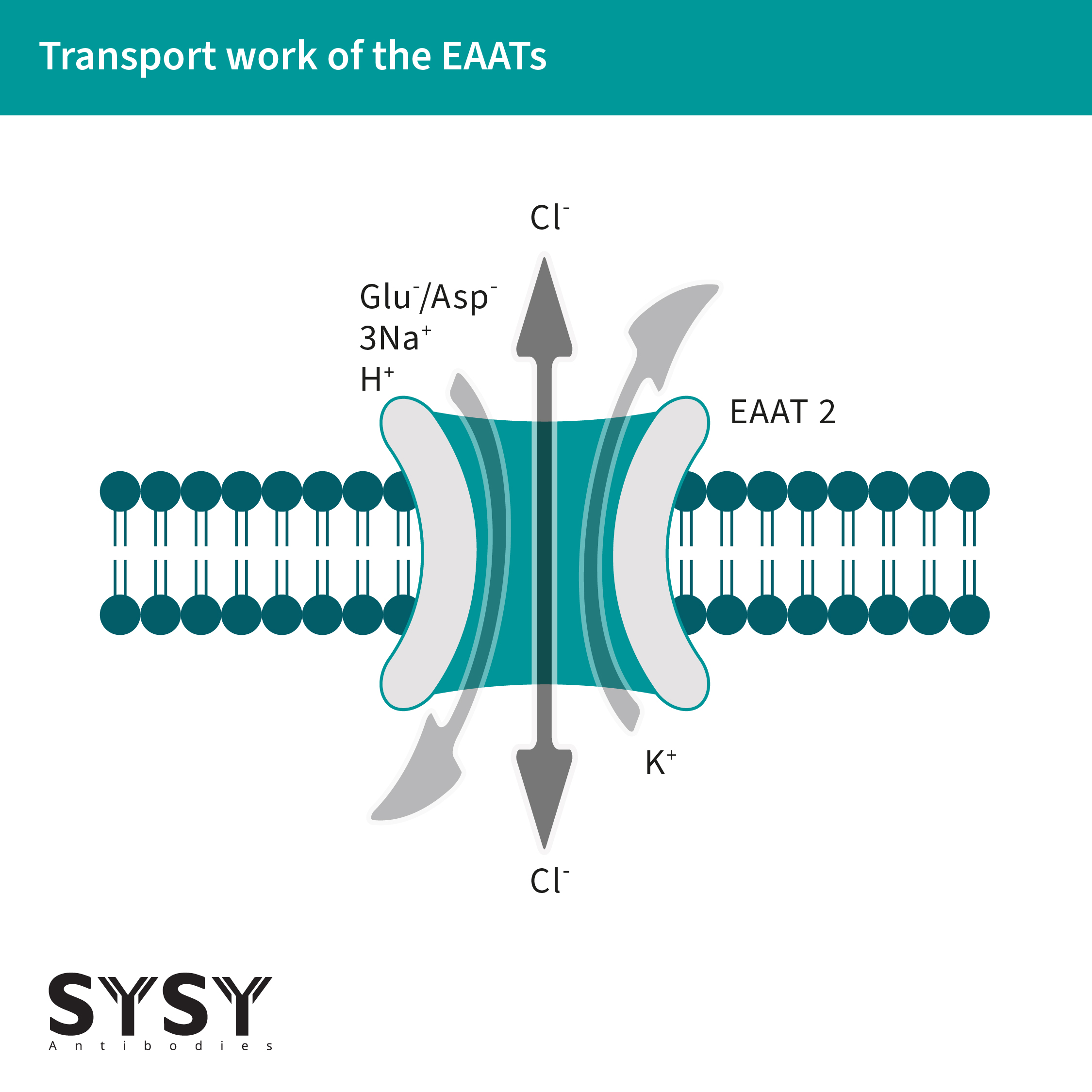 Info grafik of the transport of glutamate and anions by EAATs