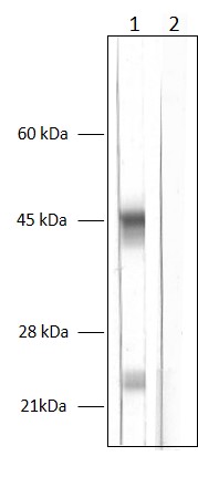 Figure 2: Detection of Chil3/YM1 with polyclonal guinea pig antibody cat. no. 442 004 in mouse spleen homogenate. Lane 1: Chil3/YM1 antibody (dilution, 1:1000). Lane 2: Chil3/YM1 antibody (dilution, 1:1000) blocked with 5 µg immunogen.