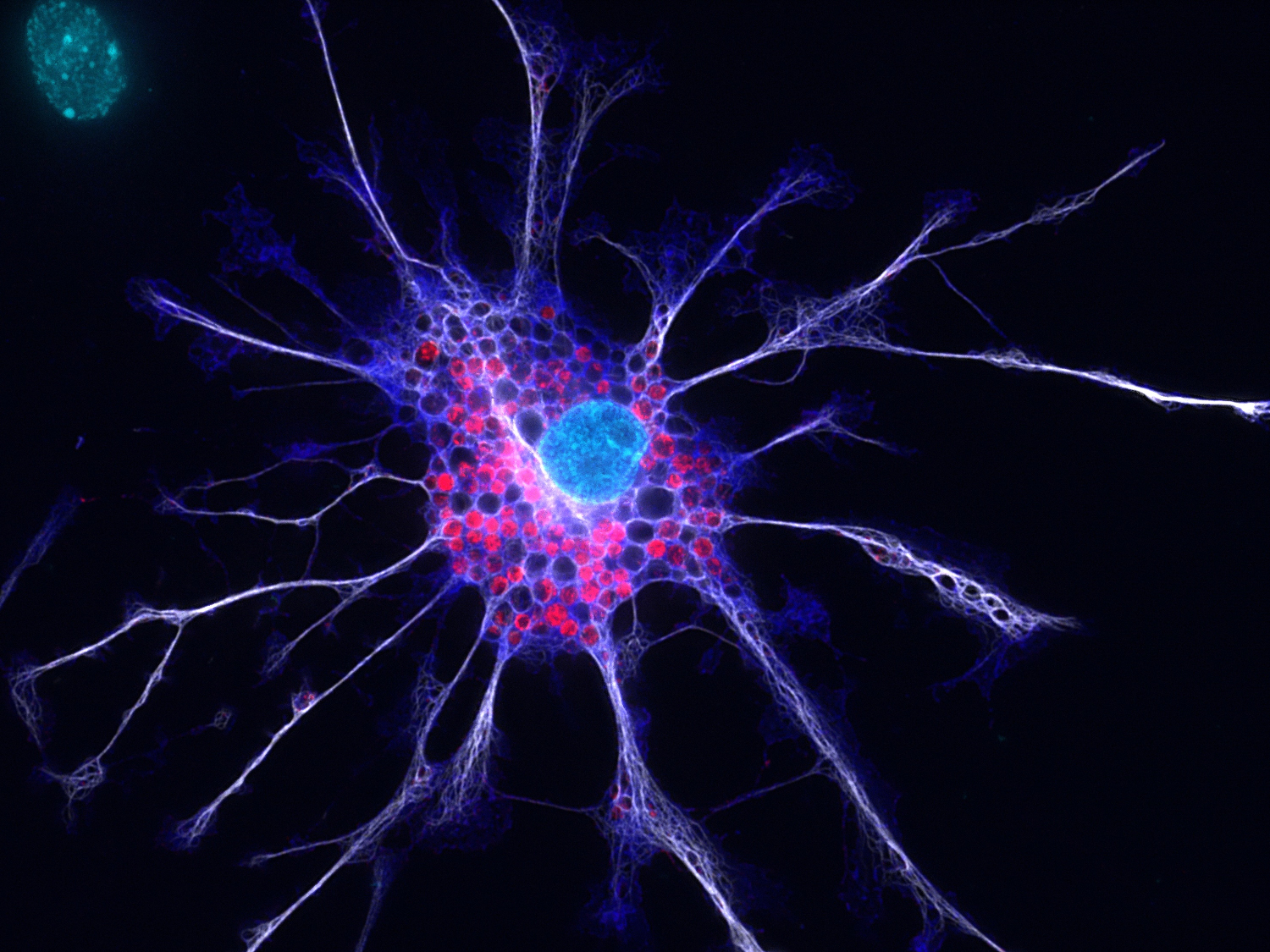 Indirect immunostaining of PFA fixed rat hippocampus mixed cultures with guinea pig anti-MLC1 antibody (cat. no. 525 005, dilution 1:1000, red), mouse anti-GFAP antibody (cat. no. 173 011, dilution 1:1000, white) and rabbit anti-S100B (cat. no. 287 003, dilution 1:1000, dark blue).