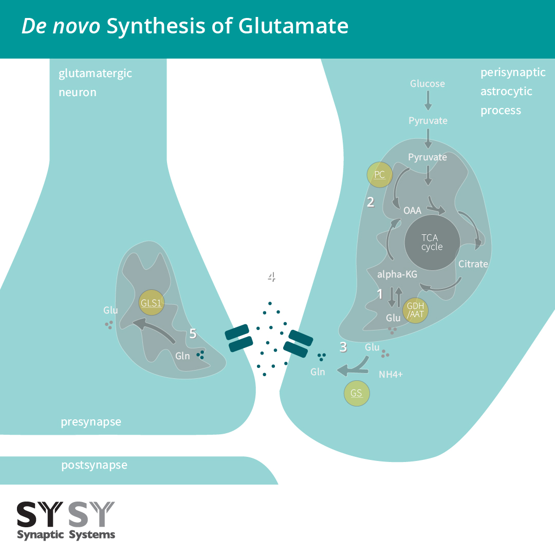De novo synthesis of glutamate takes place in astrocytes