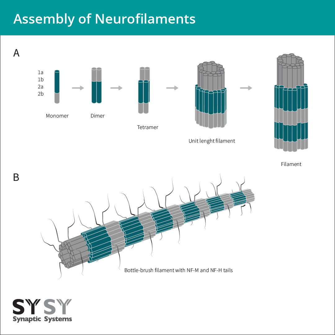 NF assembly starts with parallel dimerization of NF-L or -internexin with any other neuronal IF protein forming coiled-coil dimers