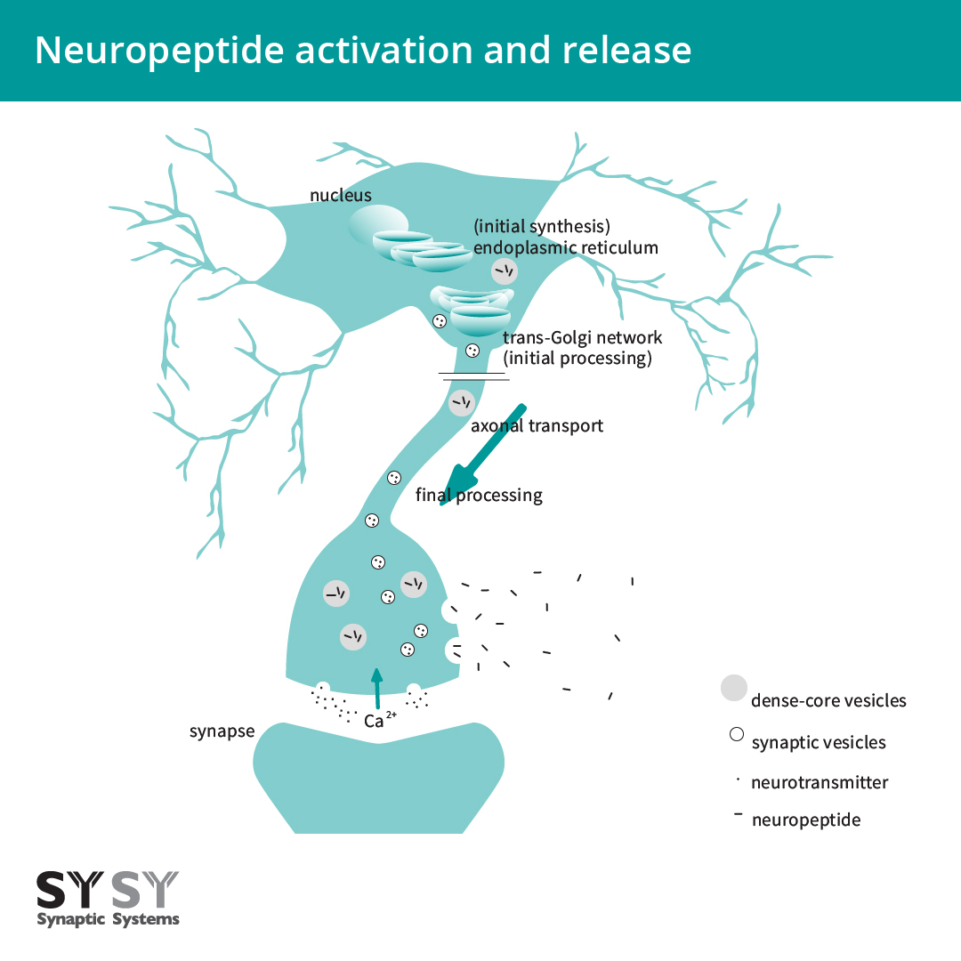 Neuropeptide activation and release