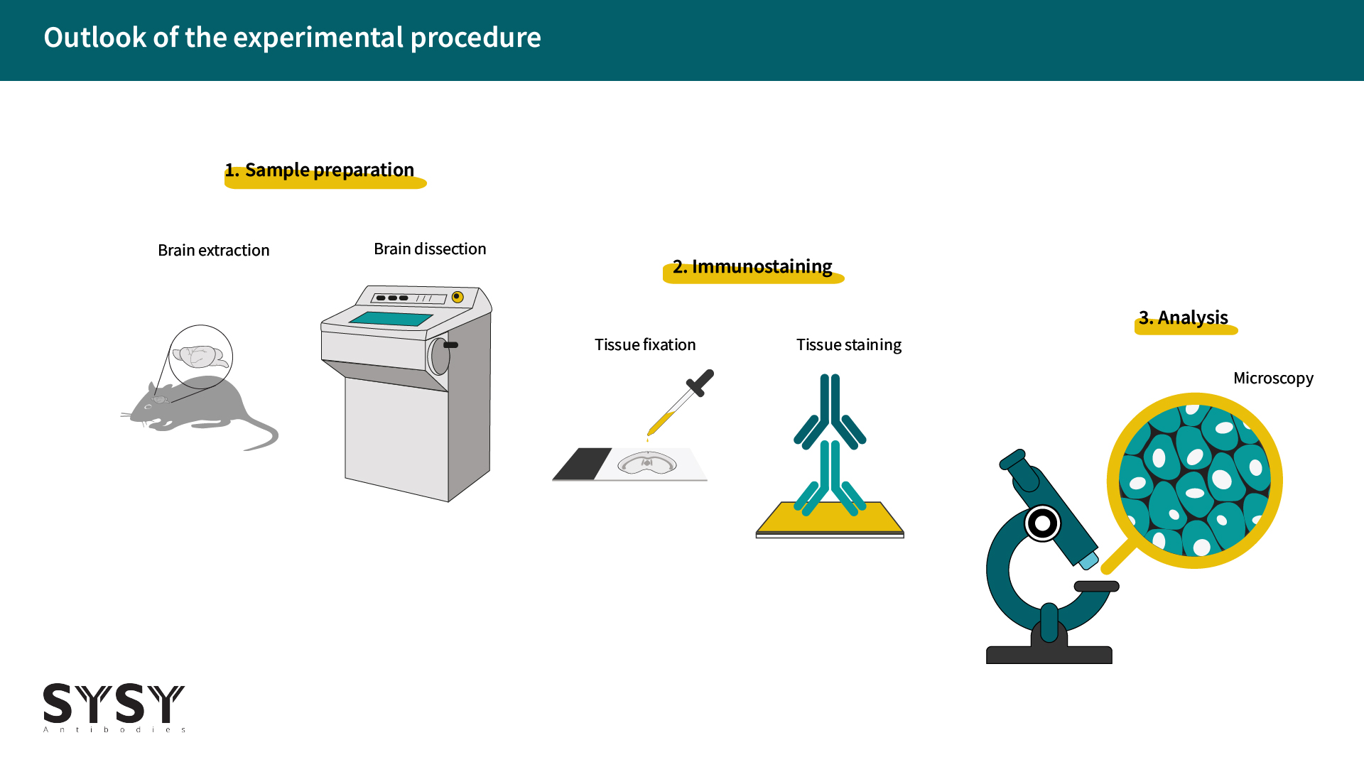 Graphic Impression of the experimental procedure. Three steps are depicted: Sample preperation, immunostaining, analysis 