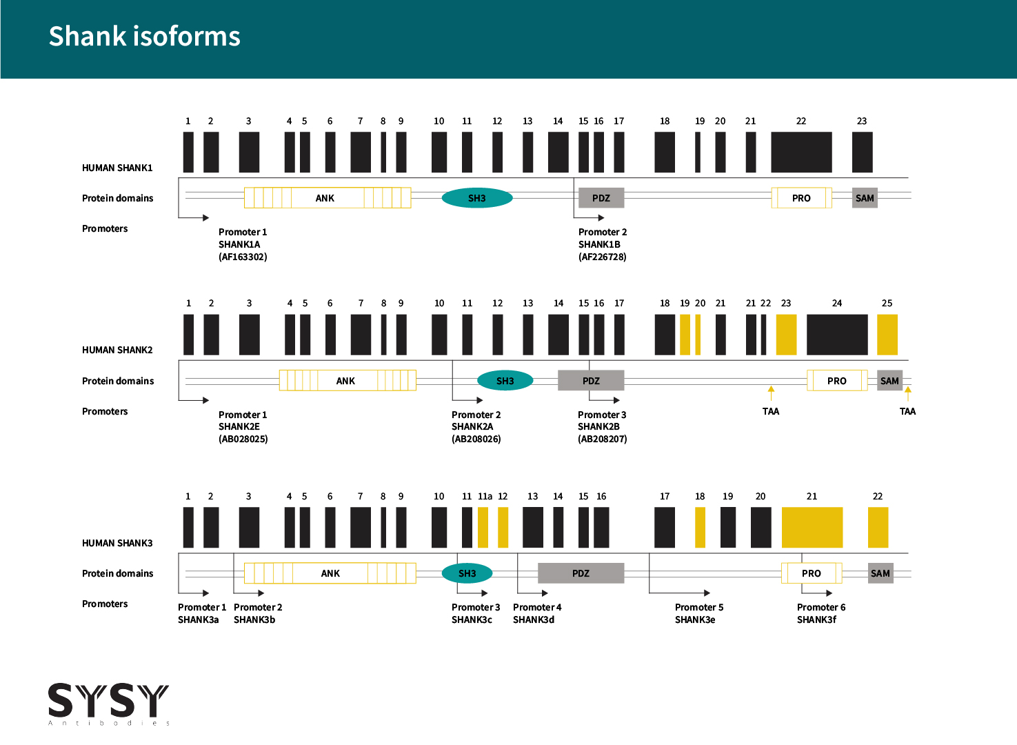 Visualization of various Shank1, Shank2, and Shank3 isoforms based on their exon composition, domains and promoters