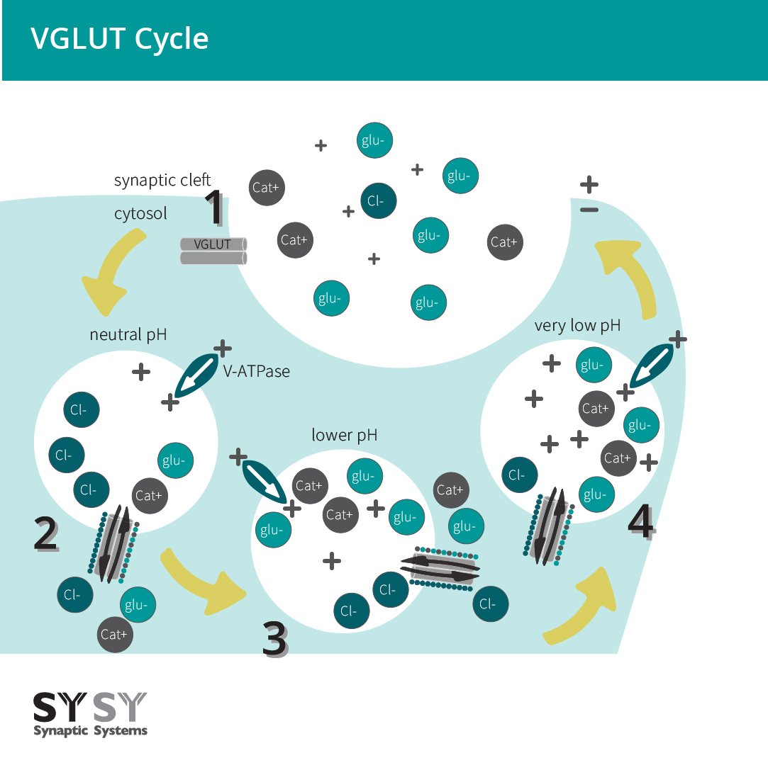 Vesicle cycle at the synaptic cleft of glutamatergic neurons