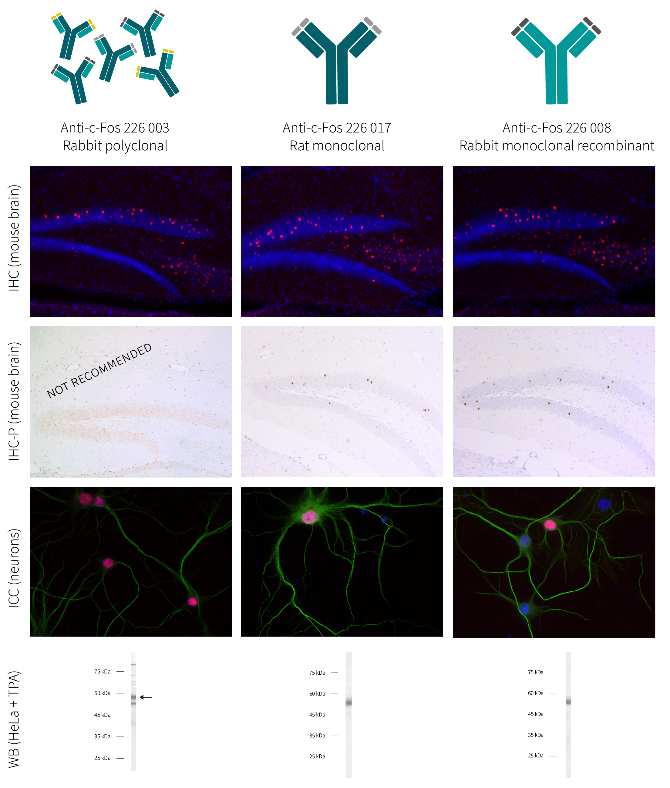 Figure 4: Comparison of SySy c-Fos antibodies "226 003", "226 017" and "226 008" in standard applications WB, ICC, IHC and IHCP