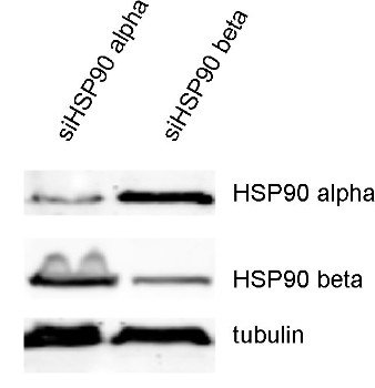 Westernblot on KD cell-lysates with HSP90 antibodies