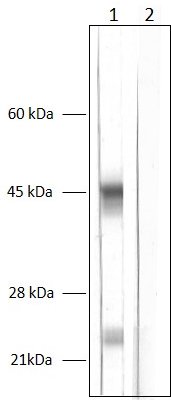 Pre-adsorption of Chil3 antibody