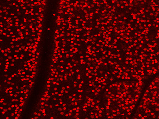 Indirect immunostaining of PFA fixed flatmound mouse retina with rabbit-anti Brn3a 