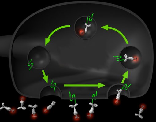 Labeling of recycling synaptic vesicles with fluorochromated antibodies directed against luminal epitopes of synaptic vesicle proteins