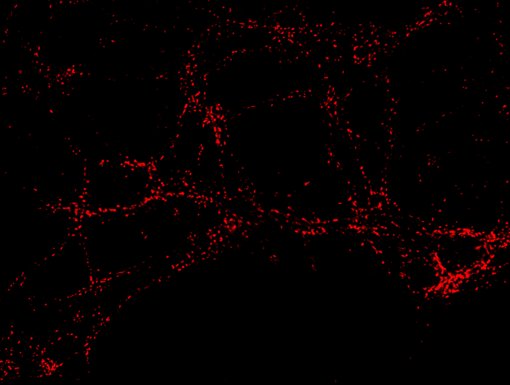 Labeling of recycling vesicles with a pH sensitive antibody conjugate 