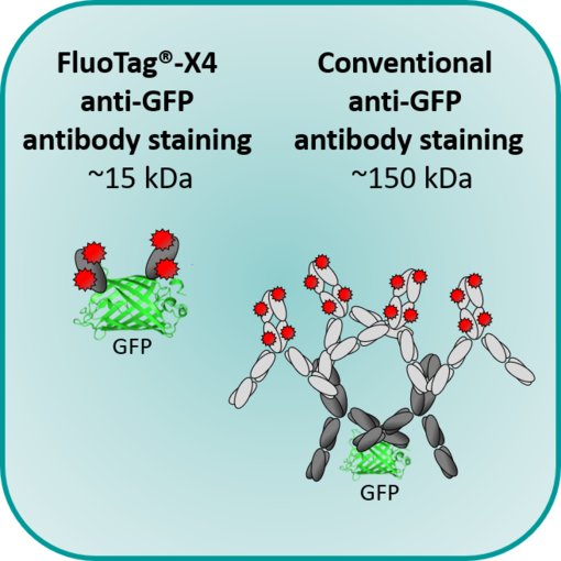 The FluoTag®-X4 anti-GFP-N0304-At542 antibody is a mixture of two single domain antibodies with high affinity and specificity against two distinct epitopes of the GFP protein