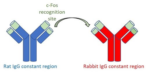 Figure 3: Generation of the monoclonal recombinant rabbit c-Fos antibody "226 008" by switching species specific constant regions