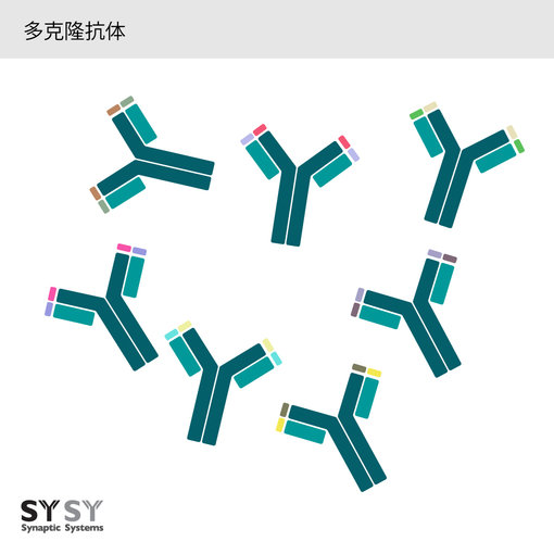 多克隆抗体是来自于相同物种的抗体分子的混合物，它们针对同一目标，但其可变的目标识别序列不同。