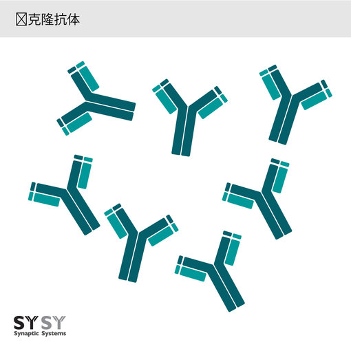 单克隆抗体是完全相同的抗体分子，它们分享同样的恒定区和可变序列。