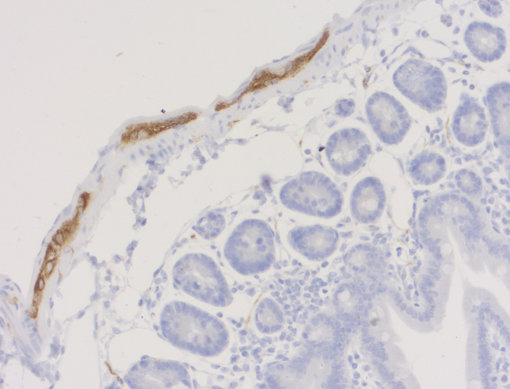 Indirect immunostaining of PFA fixed, paraffin embedded mouse small intestine with Guinea pig anti-Peripherin 1