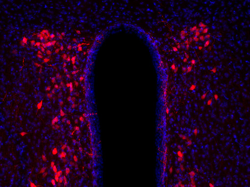 Indirect immunostaining of PFA fixed mouse hypothalamus section with guinea pig anti-Oxytocin antibody 