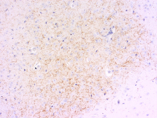 ndirect immunostaining of PFA fixed mouse hypothalamus section with guinea pig anti-Galanin antibody