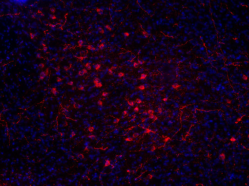 Indirect immunostaining of PFA fixed mouse hypothalamus section with guinea pig anti-Orexin A/B antibody