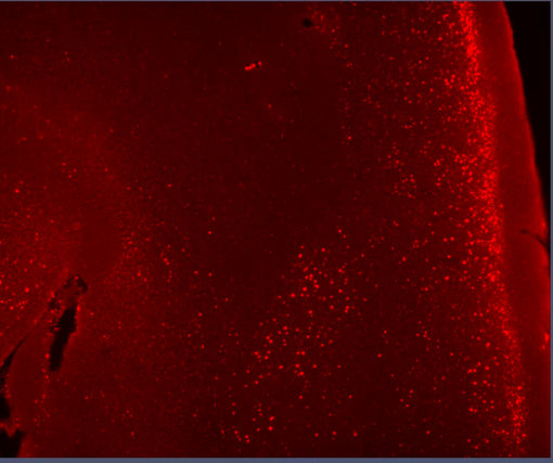 Indirect immunostaining of a sagittal section of a mouse brain including cortex with rabbit monoclonal anti-c-Fos (cat. no. 226 008, diluation 1:500; red) after optical clearing by iDISCO.