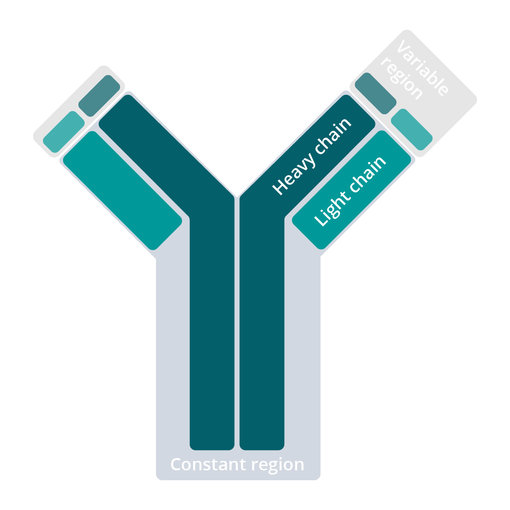 Antibody scheme. Antibodies consist of two heavy and two light chains. Both heavy and light chains contain species-specific constant regions and variable sequences which are responsible for target recognition