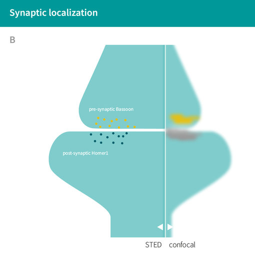 Schematic illustration of the synaptic localization of Bassoon and Homer1. The confocal resolution shows a blurred image of the synapse