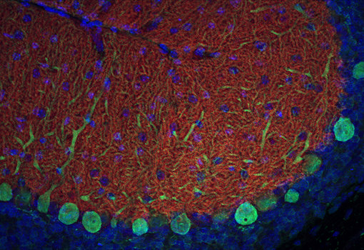 Indirect immunostaining of a formaldehyde fixed mouse cerebellum section (saggital) rabbit anti-EAAT4 antibody