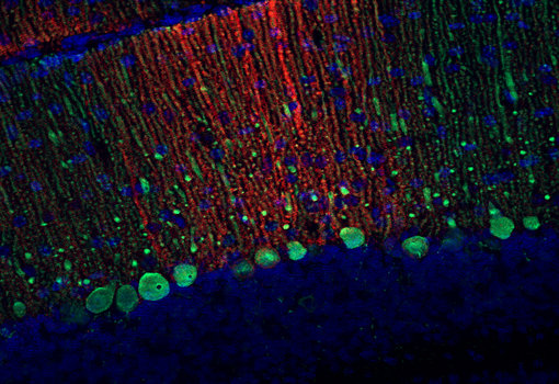 Indirect immunostaining of a formaldehyde fixed mouse cerebellum section (coronal) rabbit anti-EAAT4 antibody