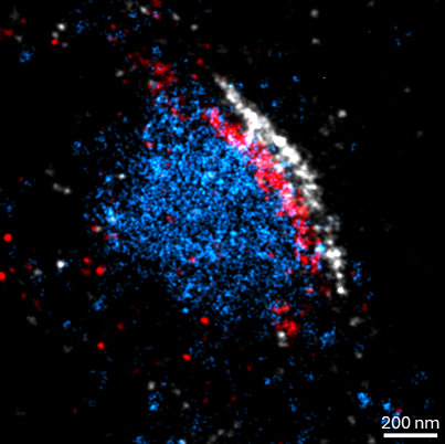 ​Excellent resolution of a pre- and post-synapse using multiplex staining of formaldehyde-fixed rat hippocampal neurons with Massive Photonics' Neuro-Imaging Kits