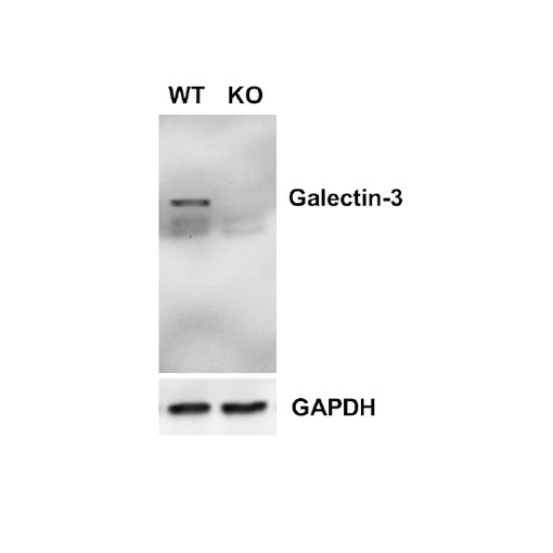Detection of Galectin-3 in Galectin-3 WT and KO neuronal retina lysates with rat monoclonal anti-Galectin-3 antibody