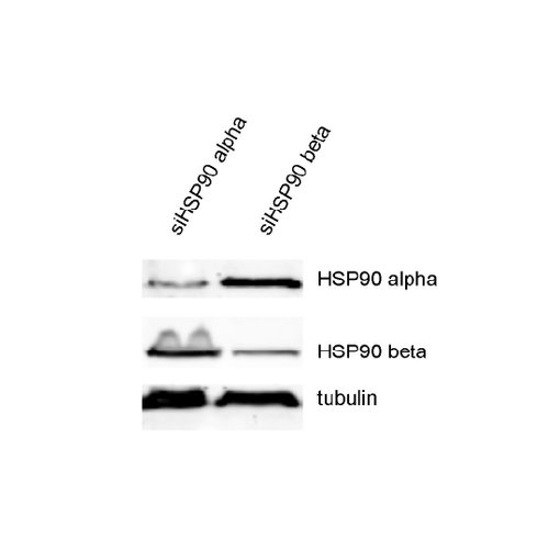 Detection of HSP90 alpha and beta with rabbit polyclonal anti-HSP90 alpha (cat. no. 380 003) and polyclonal rabbit anti-HSP90 beta (cat. no. 380 103) in either HSP90 alpha siRNA KD T-RExTM-HeLa cells or HSP90 beta siRNA KD T-RExTM-HeLa cells.