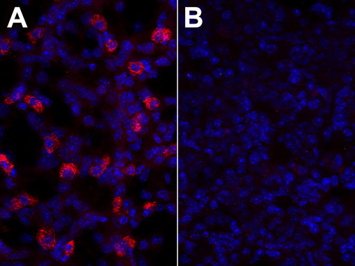 ndirect immunostaining of PFA-fixed mouse lung sections of a wild type (A) or a LAMP3 knock-out mouse (B) with guinea pig anti-LAMP3 antibody (cat. no. 391 005, dilution 1:500, red). Nuclei have been visualized by DAPI staining (blue).